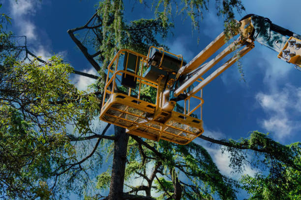 Why Choose Our Tree Removal Services in East Bronson, FL?