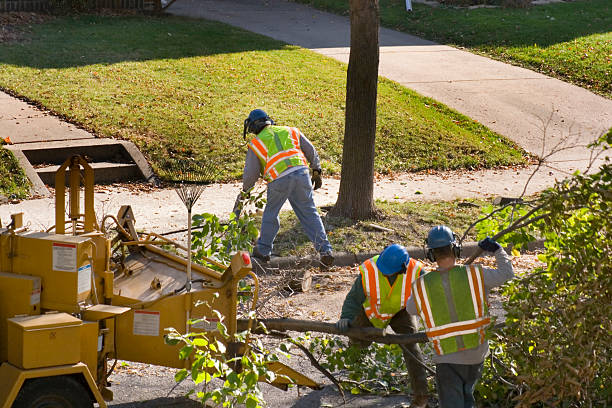 Best Tree Removal  in East Bronson, FL