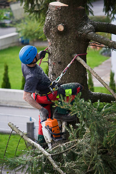  East Bronson, FL Tree Services Pros