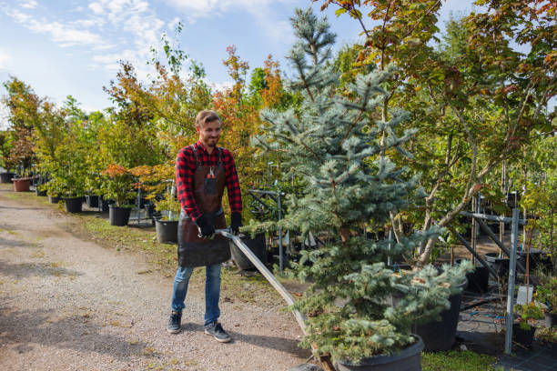 East Bronson, FL  Tree Services Company